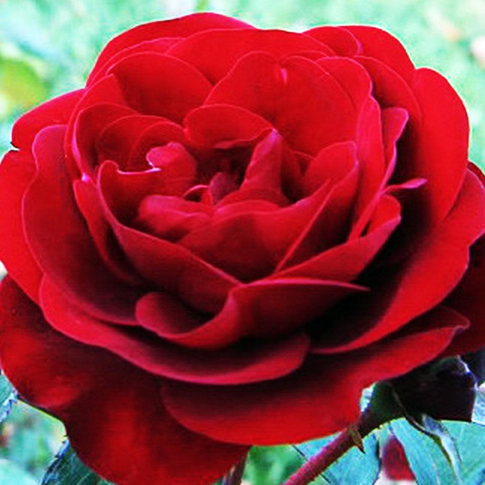 Роза флорибунда Лаваглут (Lavaglut) купить выгодно ✵ Сады-Эдема.рф –  интернет магазин растений для сада